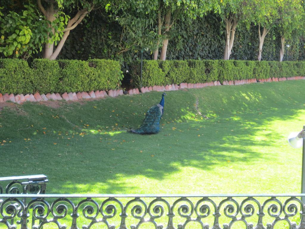 グラン ホテル アシエンダ デ ラ ノリア アグアスカリエンテス エクステリア 写真 Peacock at the residence